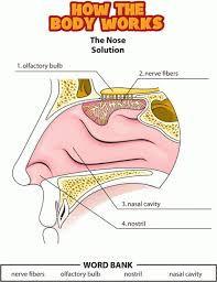 The Nasal Septum Is Made Up Mostly Of Cartilage A Tissue That Is Stiffer Than Muscle But More Flexible Than Bon Human Body Lesson Human Body Systems Human Body