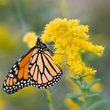 Monarch butterflies lay eggs on milkweed and at the same time, these plants are a major source of nectar. Flowers That Attract Monarch Butterflies