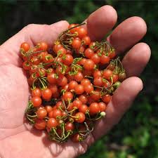 Image result for Solanum villosum