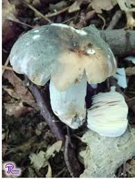 Image result for Russula mariae