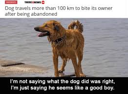 Clean Memes 01 25 2020 Afternoon Funny Animals Animal Memes Funny Animal Memes