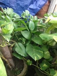 Plan Name Pathor Kuchi Plant Type Indoor Day Light Yes Sun Light Not Required A C No Price 50 Bdt Height 0 1 Plants Types Of Plants Interior Plants