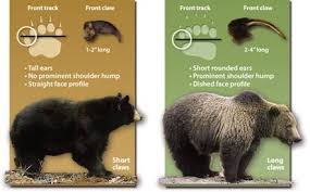 Black Bear Vs Grizzly Bear Size Difference Comparison Of Black Bear And Grizzly Paws Camping Fun Clean Camping Bear Safety