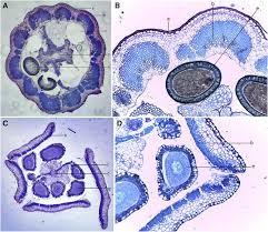 Image result for Gunillaea rhodesica