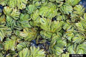 Mitchell is one of four species that are members of the salvinia auriculata s. Giant Salvinia Salvinia Molesta Hydropteridales Salviniaceae 5562478
