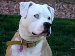 This is another eye disease that causes a dog to slowly lose its vision. Blue Eyed American Bulldog At 6 Months Old Part 1 Youtube