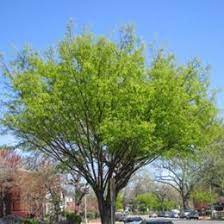 Anderson S Seed And Garden Item Viewer Street Trees Driveway Landscaping Watering Trees