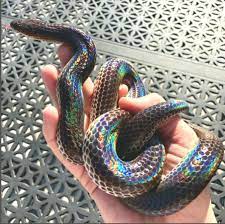 This Gorgeous Rainbow Snake Is A Pride Month Blessing Guillaume Guerin Beautifulsnakes Ble Rainbow Snake Animals Snake