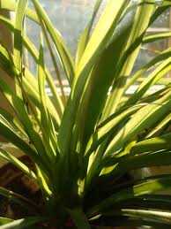 De meeste mensen kennen spinplanten als kamerplanten omdat ze zo tolerant en gemakkelijk te kweken zijn. File Spider Plant Blades Jpg Wikipedia