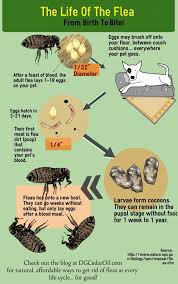 How To Stop A Flea Infestation Naturally Dg Cedar Oil Fleas Flea Infestation Animals For Kids