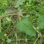 Image result for Ceratotheca sesamoides