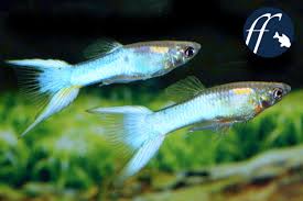 These fish are a guppy endler cross that is. In Welchem Geschlechterverhaltnis Halt Man Guppy Platy Co Richtig Aqualog De