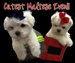 Cheap chihuahua puppies for sale in. Maltese Puppies For Sale