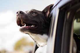 Treating dogs, cats, and exotic pets since. Healthy Teeth Means Healthy Pets The Pet Concierge