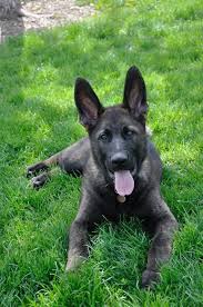 Hopefully, the above list of german shepherd puppies was helpful in enabling you to find a puppy in arizona. Czech German Shepherd Arizona Breeder Sable German Shepherd German Shepherd Puppies Dogs And Puppies