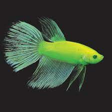Glofish® is a trademark owned by glofish llc (registration no. International Betta Congress Issues Glofish Betta Policy