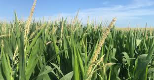 Corn School: Detasseling Critical For Seed Production – Realagriculture