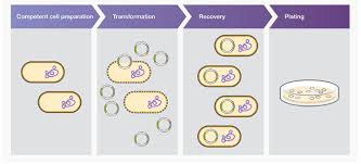 Definitions for cell transformation, viral cell trans·for·ma·tion, vi·ral. Bacterial Transformation The Science Notes