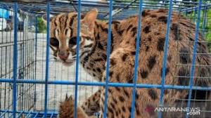 We did not find results for: Kumpulan Berita Kucing Hutan 11 Ekor Kambing Warga Tapsel Mati Mengenaskan 3 Hilang