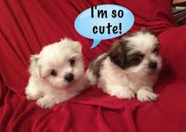 Adorable fluffy shih tzu puppies. Adorable Maltese Shih Tzu Puppies For Sale In Tracy California Classified Americanlisted Com