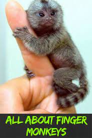 Finger Monkey Cost Finger Monkey Finger Monkey Full Grown Cute Monkey