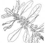 Image result for Uapaca nitida