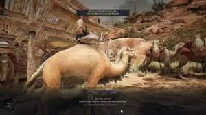 Did you know camels can kick with their front legs and back legs and also do this while sitting down.? How To Get A Camel In Bdo Doing A Quest Youtube