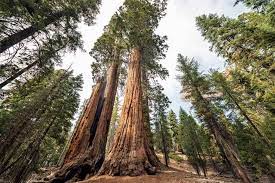 Fsc construction common redwood flat top fence picket What Is A Redwood Tree Home Stratosphere
