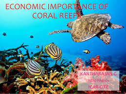 Coral reefs facilitate tourism and job opportunities • ecotourismis a major part of many local economies. Economic Importance Of Coral Reefs
