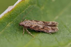 Image result for Scrobipalpula diffluella