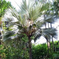 Image result for Latania loddigesii