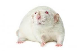What's the difference between dumbo rats and fancy rats? Dumbo Rat Pet Facts Behavior And Care Guide Lovetoknow