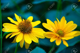 We did not find results for: Yellow Spring Flowers On A Flower Bed Yellow Summer Flowers Yellow Petals Macro Lizenzfreie Fotos Bilder Und Stock Fotografie Image 108027622