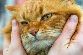 How Long Do Cats Live Facts About The Average Cat Lifespan