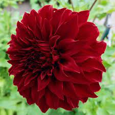 Buy Spartacus Dahlia Online Dinnerplate Dahlias Breck S Planting Bulbs Perennial Bulbs Shade Flowers