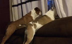 17 Times Some Dogs Were Just Smarter Than Others Dog Comics Dogs Funny Animals