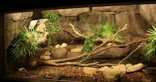 Water Monitor Enclosure Reptiles Pet Reptile Habitat Reptile Room