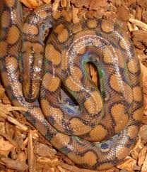 We are working towards improving the welfare of every pet. Small Brazilian Rainbow Boas For Sale