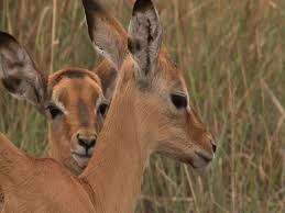 Image result for Pavetta stenosepala