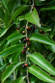 Image result for Scolopia