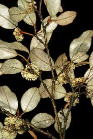 Image result for Croton pseudopulchellus