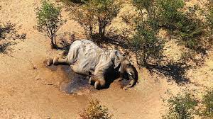 See tripadvisor's 58,363 traveler reviews and photos of botswana tourist attractions. Hunderte Elefanten In Botswana Verendet