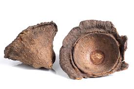 Image result for Ocotea