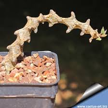 Image result for Ceropegia burchelliana