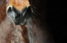 Die Ursache Fur Husten Finden Cavallo De