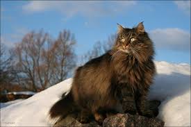 pin by milye koshki i sobaki on norvezhskaya lesnaya koshka norwegian forest cat animals forest cat