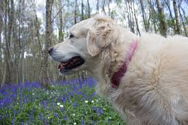 He loves to talk, wrestle, and chase! Should You Adopt An English Golden Retriever Ebknows