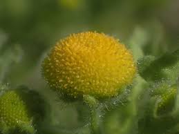 Image result for Grangea maderaspatana