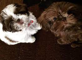 As you begin to experience your shih tzu's pregnancy, you will want to understand some typical terminology that breeders use. Sunnybelle Shih Tzus Home Facebook