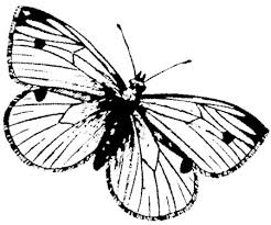 Bild Zum Ausmalen Schmetterling